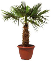 Location de mobilier : location plante CHAMAEROPS