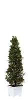 Location de mobilier : location plante LAURIER PYRAMIDALE