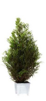 Location de mobilier : location plante THUYA