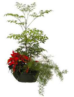 Location de mobilier : location plante naturelle BAC ROND