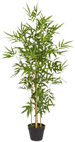 Location de mobilier : location plante naturelle BAMBOU