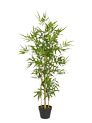 BAMBOU : plante naturelle en location