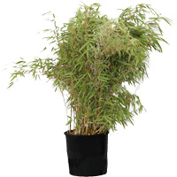 Location de mobilier : location plante naturelle BAMBOU FARGESIA