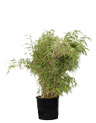 BAMBOU FARGESIA : plante naturelle en location