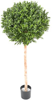 Location de mobilier : location plante naturelle BUIS BOULE