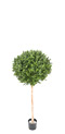 BUIS BOULE : plante naturelle en location