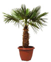 CHAMAEROPS : plante naturelle en location