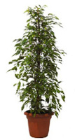 Location de mobilier : location plante naturelle FICUS