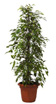 FICUS : plante naturelle en location