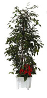 Location de mobilier : location plante naturelle FICUS ET PLANTE FLEURIE