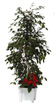 FICUS ET PLANTE FLEURIE : plante naturelle en location