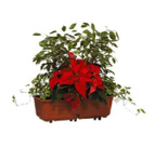 Location de mobilier : location plante naturelle JARDINIERE