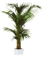 Location de mobilier : location plante naturelle KENTIA