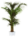 KENTIA : plante naturelle en location