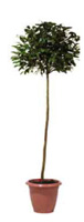Location de mobilier : location plante naturelle LAURIER BOULE