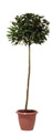 LAURIER BOULE : plante naturelle en location