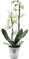 Location de mobilier : location plante naturelle ORCHIDEE