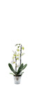 ORCHIDEE : plante naturelle en location